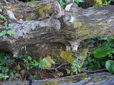 Tricholomopsis rutilans image