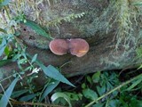 Tricholomopsis rutilans image