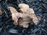 Gymnopus luxurians image