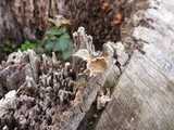 Lentinus strigosus image