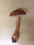 Austroboletus gracilis image