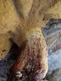 Suillus mediterraneensis image