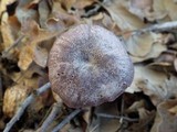 Laccaria amethystina image