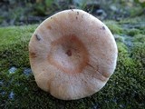 Lactarius chrysorrheus image