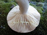 Lactarius chrysorrheus image