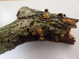 Calocera cornea image