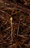 Ophiocordyceps sphecocephala image