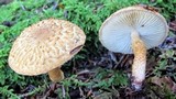 Leucopholiota decorosa image