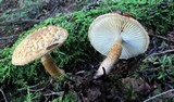 Leucopholiota decorosa image