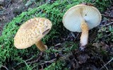Leucopholiota decorosa image