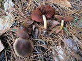 Cortinarius semisanguineus image