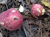 Baorangia bicolor image