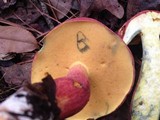 Baorangia bicolor image