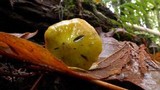 Hygrocybe olivaceonigra image