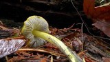 Hygrocybe olivaceonigra image