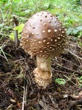 Amanita regalis image