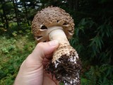 Amanita regalis image