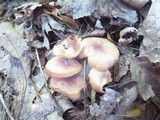 Tricholomopsis flammula image