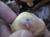 Tricholomopsis flammula image