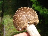 Amanita regalis image