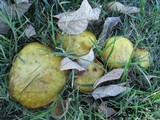 Suillus americanus image