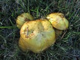 Suillus americanus image