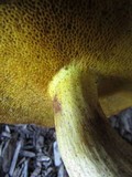 Suillus americanus image