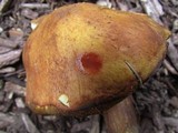 Suillus americanus image