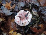 Hygrophorus russula image