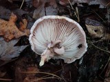 Hygrophorus russula image