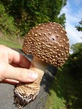 Amanita regalis image