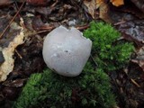 Hygrocybe lacmus image