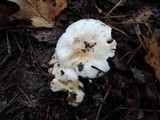 Hygrophorus sordidus image