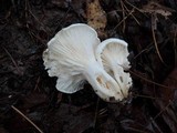 Hygrophorus sordidus image