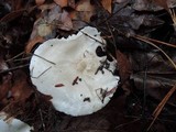 Hygrophorus occidentalis image