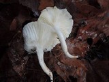 Hygrophorus occidentalis image