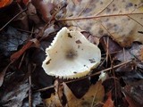 Hygrophorus occidentalis image