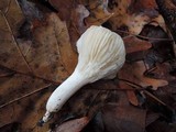 Hygrophorus occidentalis image