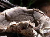 Bjerkandera adusta image