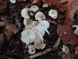 Tricholoma scalpturatum image