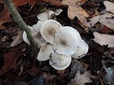 Tricholoma scalpturatum image