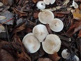 Tricholoma scalpturatum image