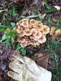 Pholiota terrestris image