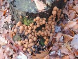 Psathyrella piluliformis image