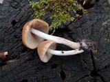 Psathyrella piluliformis image