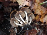 Psathyrella piluliformis image