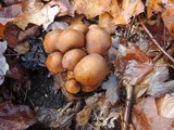 Psathyrella piluliformis image