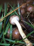 Pholiota terrestris image