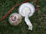Agaricus californicus image
