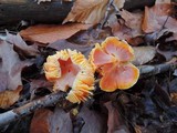 Hygrocybe punicea image
